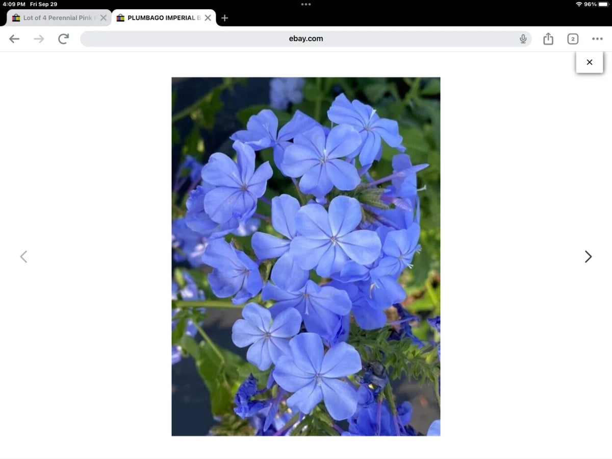 Plumbago Seeds Pack of 50 | Imperial Blue Plumbago auriculata | Climbing Flowering Plant for Garden & Landscape
