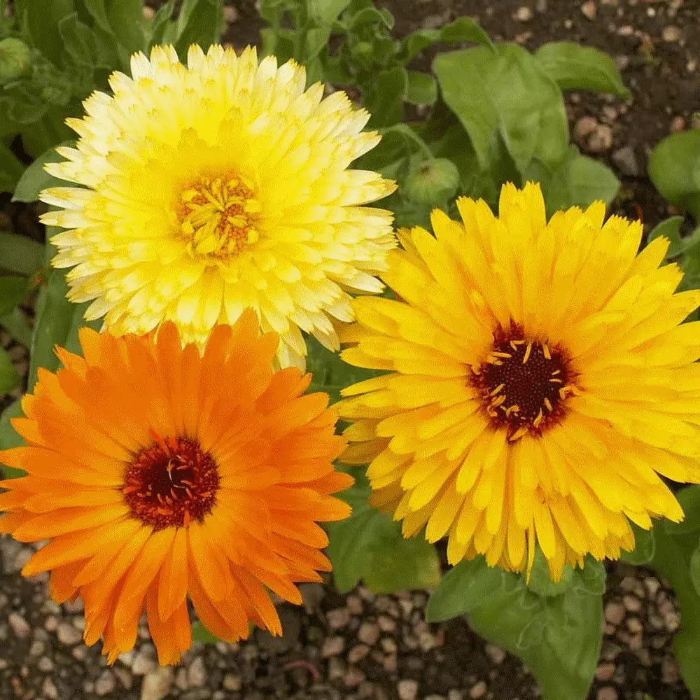 Calendula Seeds - 100 Organic Seeds - Pacific Beauty Variety - Calendula officinalis