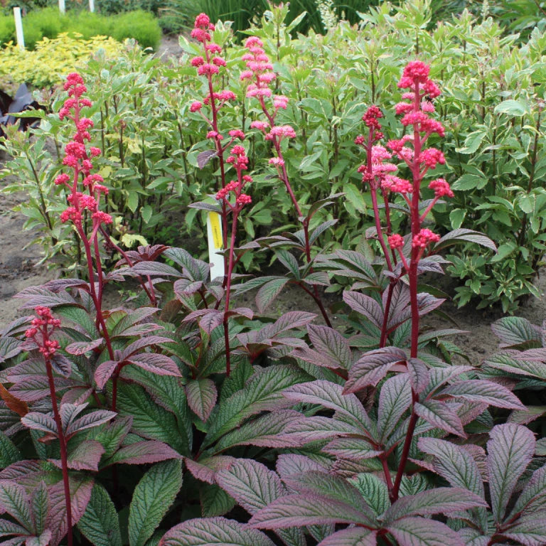 Rodgersia ‘Bronze Peacock’ Live Starter Plant - Perennial Shade Plant for Gardens - Hardy Rhizomatous Plant