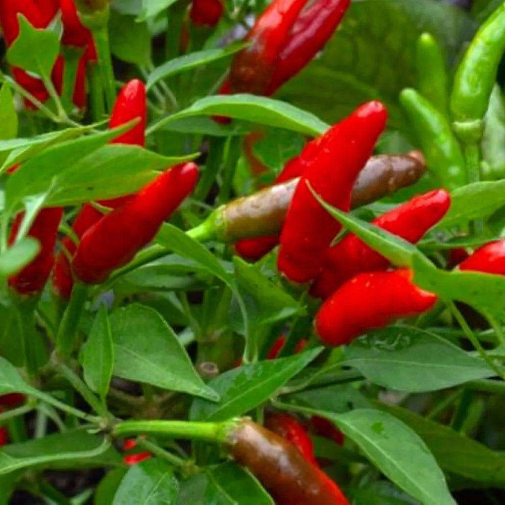 Bird's Eye Chili Pepper Seeds | Heirloom NON-GMO | Hot Peppers | Capsicum annuum