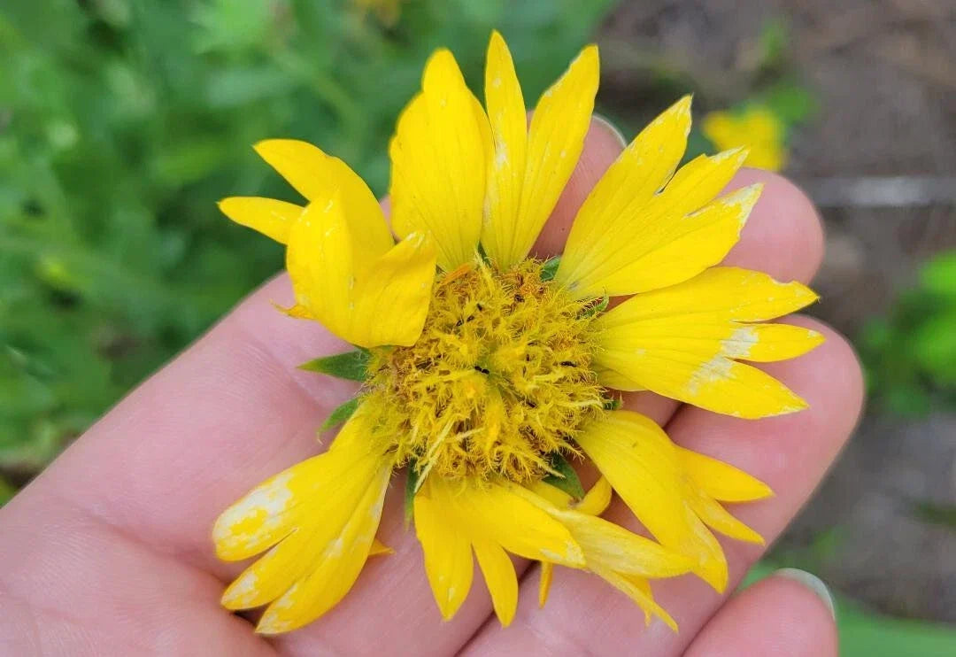 Yellow Blanket Flower Seeds, Gaillardia Aristata Aurea Pura, Butterfly Attracting, Drought-Tolerant, Perennial, 25 Seeds