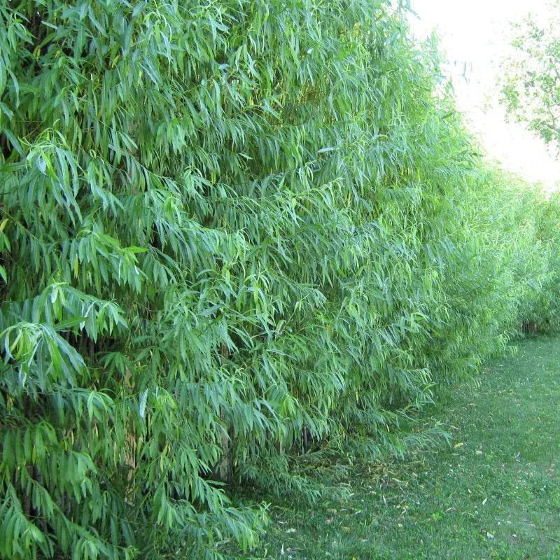 Hybrid Aussie Willow Tree - Fast Growing Salix x 'Aussie' - 1 Tree