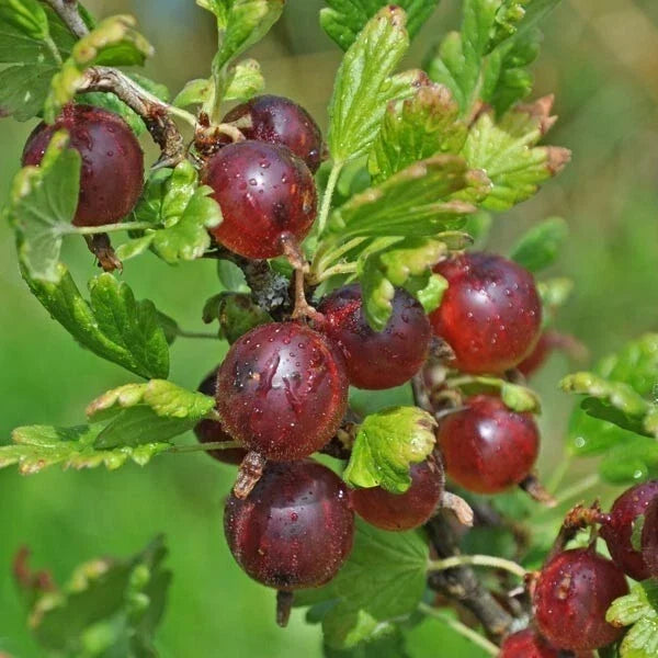 Jeanne Gooseberry Live Rooted Plant – Edible Ribes uva-crispa Shrub for Zones 3-7, Compact Berry Bush for Home Garden