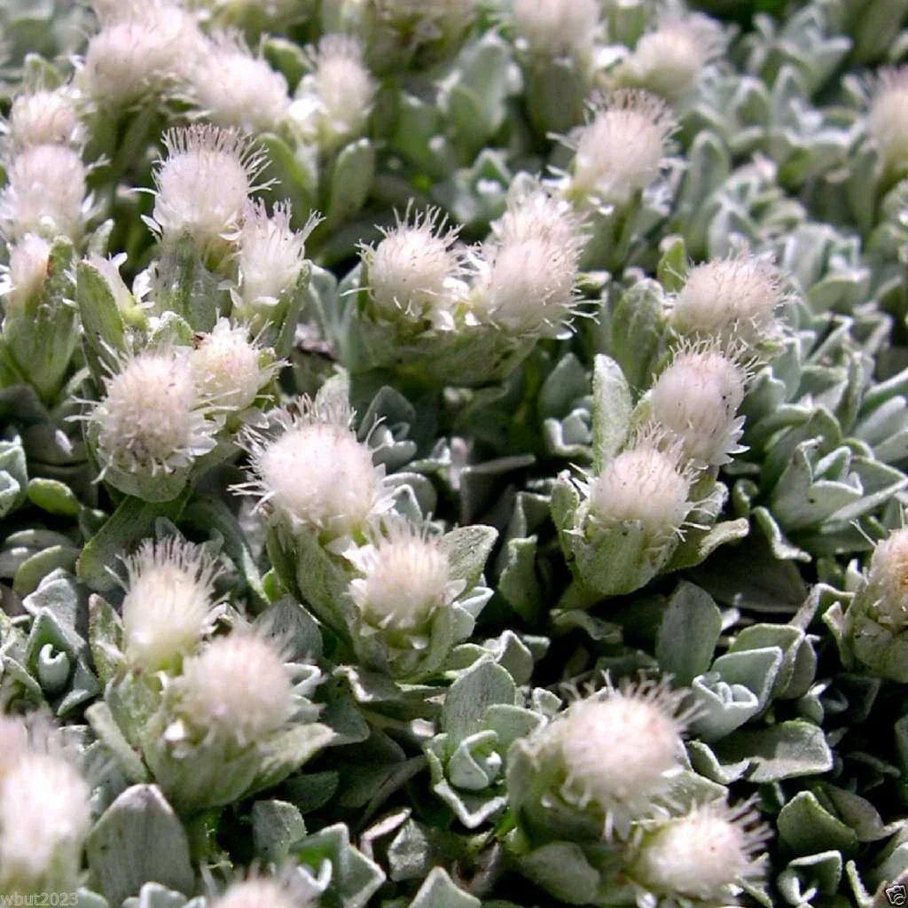 500 Antennaria Seeds - White Pussytoes Perennial Ground Cover - Antennaria dioica