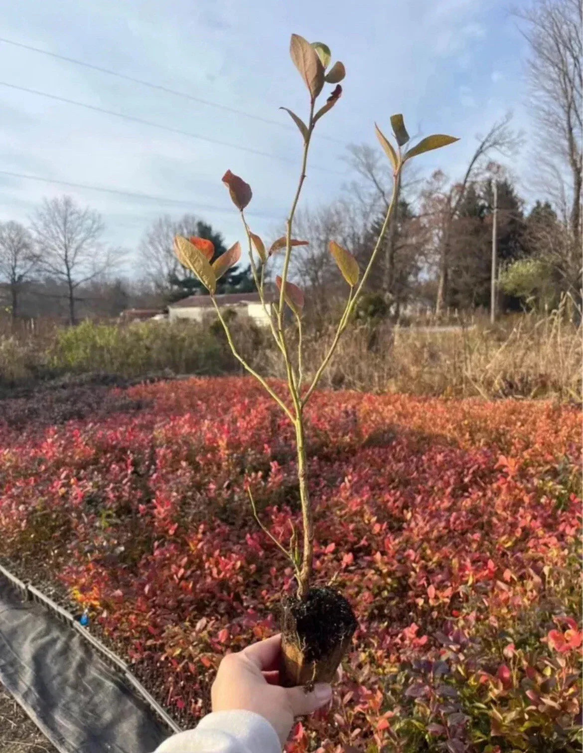 Blueberry Rooted Cuttings - 15 Pack - Highbush Blueberry - Vaccinium corymbosum