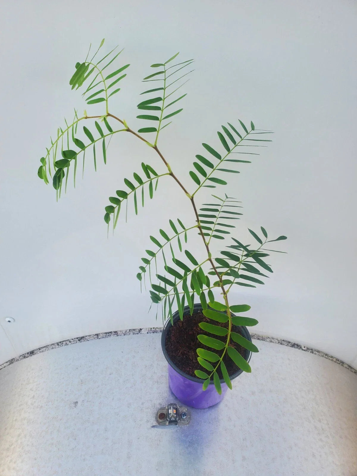 Live Tamarind Tree Plant - Tropical Fruit Tree in Pot - Tamarindus indica for Garden & Patio