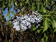 Blue Elderberry Seeds, 50 Pack, Sambucus Caerulea, Organic Blue Berries for Garden Planting, Edible Fruit Shrub