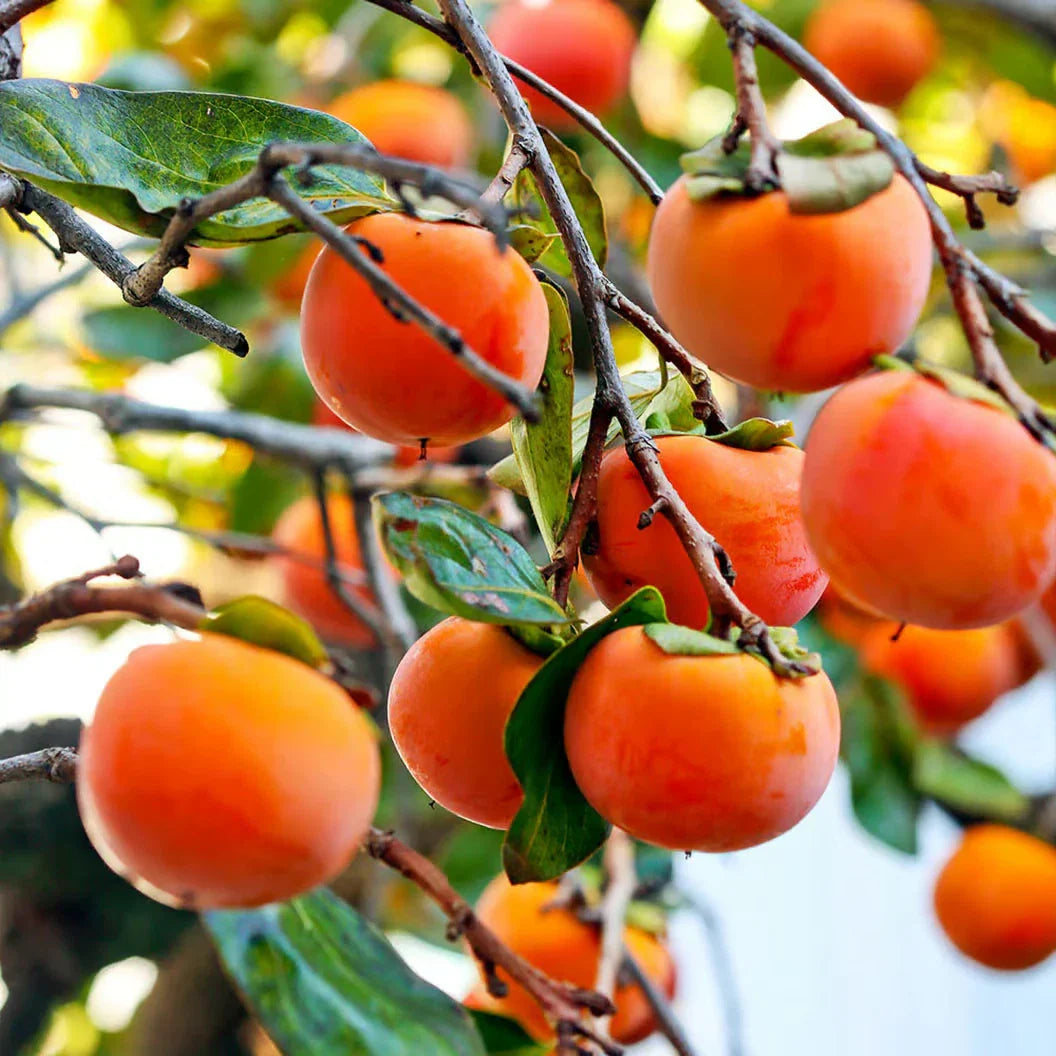 Japanese Fuyu Persimmon Scions Cuttings 6-8 In Long for Rooting and Grafting Diospyros kaki