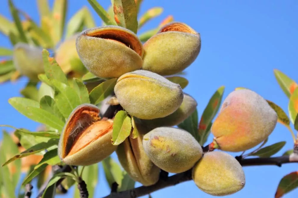 Almond Tree Seeds - 20 Seeds - Grow Almond Trees - Prunus dulcis