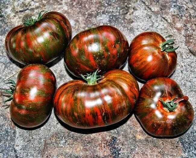 Chocolate Stripe Tomato Seeds - Organic Non-GMO Heirloom Variety for Home Gardening, Juicy, Striped Tomatoes, Solanum lycopersicum