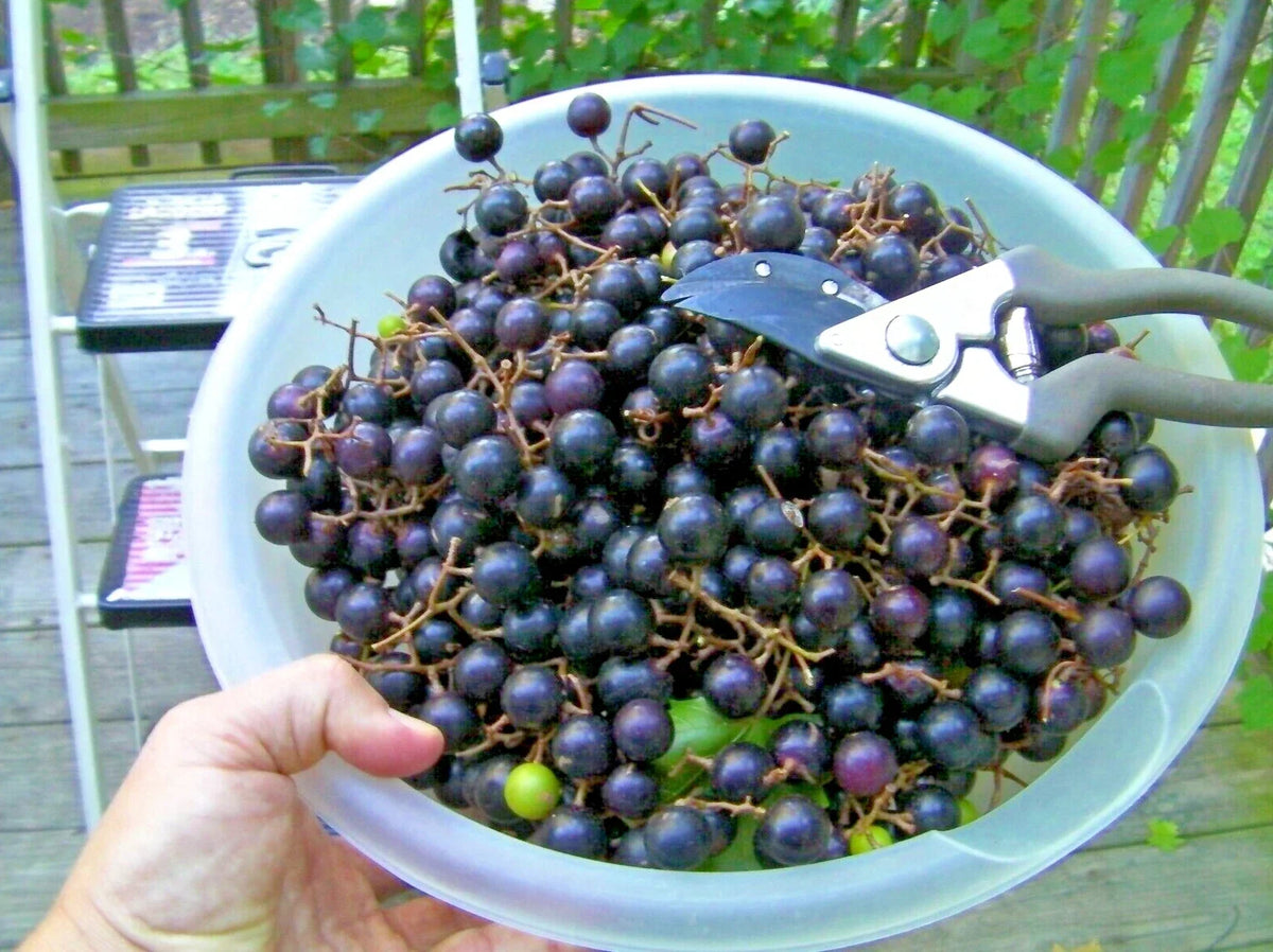 Organic Black Noble Muscadine Grape Vine Cuttings - 20 Unrooted Vitis rotundifolia Clippings for Garden, Vineyard, or Trellis