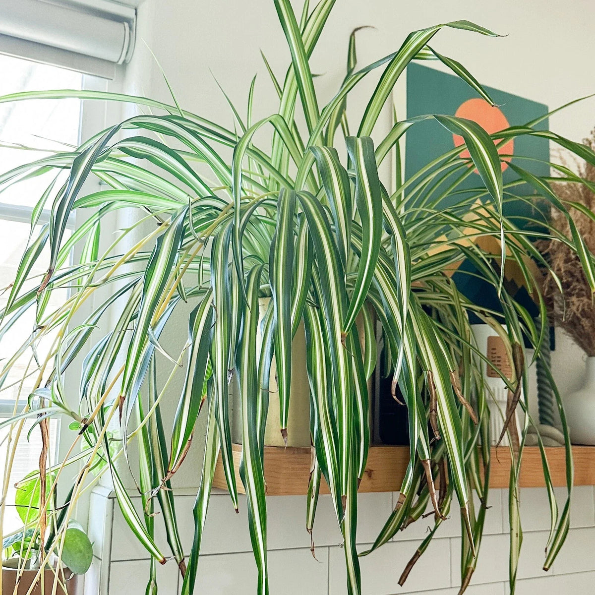 Rooted Spider Plant Cuttings - Chlorophytum comosum - Air-Purifying Houseplant - Ready to Plant - Easy Care Indoor Plant