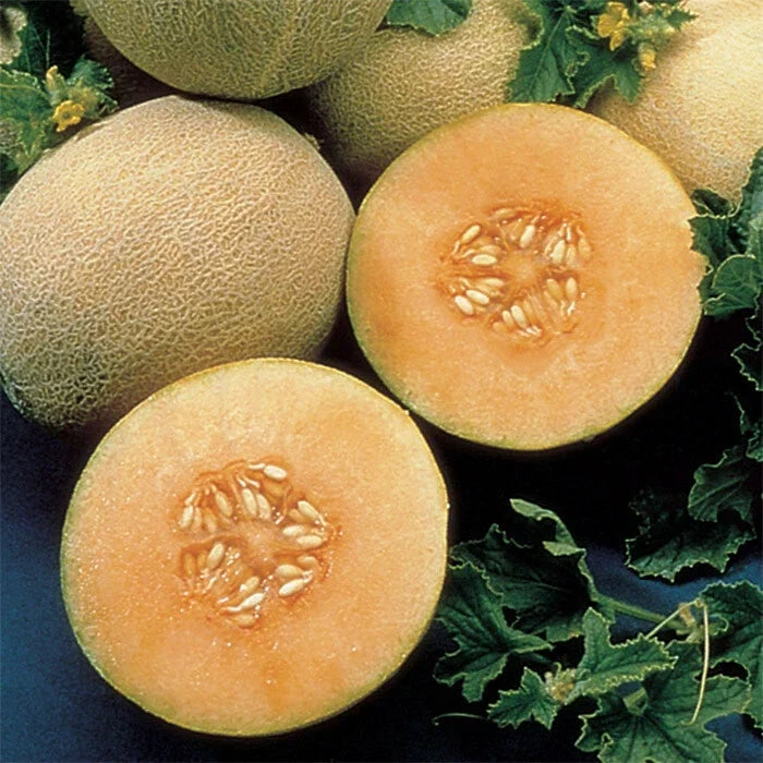Ambrosia Cantaloupe Seeds - Heirloom, Non-GMO, Cucumis melo, Sweet, Juicy Melon for Gardening and Farming