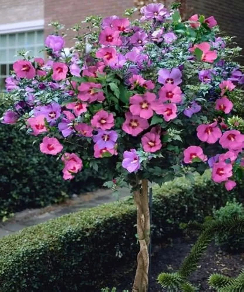 Rose of Sharon Bush Seedlings (3 Pack) - Hibiscus syriacus - Hardy Perennial Flowering Shrubs for Planting