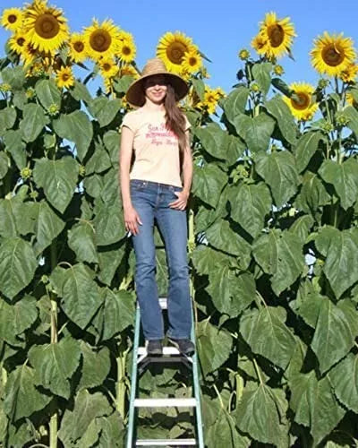 Skyscraper Sunflower Seeds - 100 Non-GMO Helianthus annuus for Tall, Vibrant Garden, Attract Pollinators, Free Shipping USA