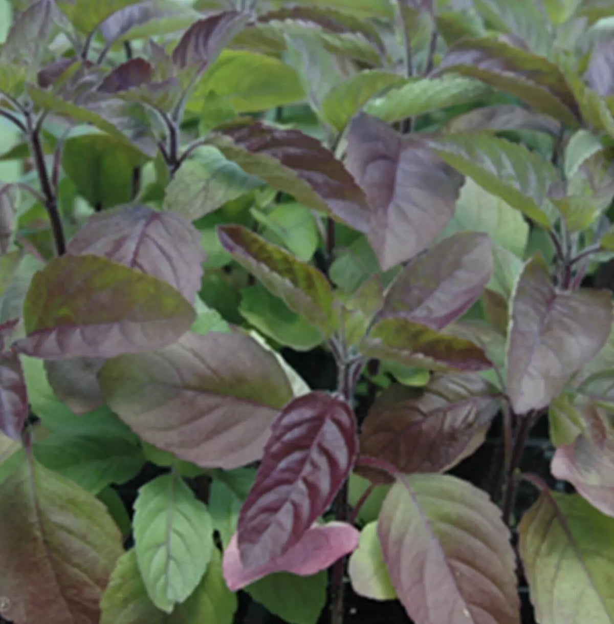 Red Tulsi Basil Seeds 200+ Non-GMO Red Leaf Holy Basil Herb (Ocimum sanctum) for Gardening