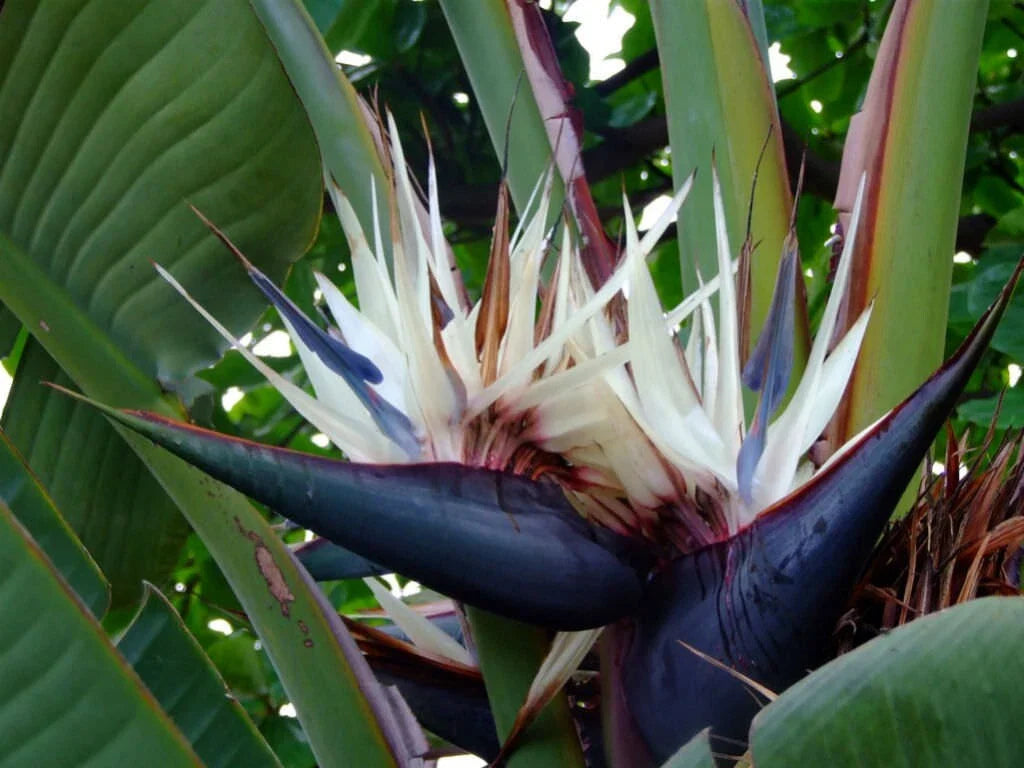 Giant White Bird of Paradise Plant - Strelitzia Nicholai - Rooted Plant - 10-12 Inches Tall