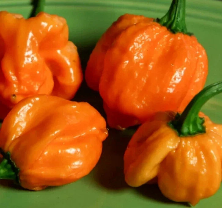 Orange Scotch Bonnet Pepper Seeds - 20+ Capsicum chinense Hot Caribbean Vegetable Garden Seeds
