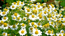 German Chamomile Seeds, 100 Count, Healing Herb for Sleep and Calming, Matricaria Recutita