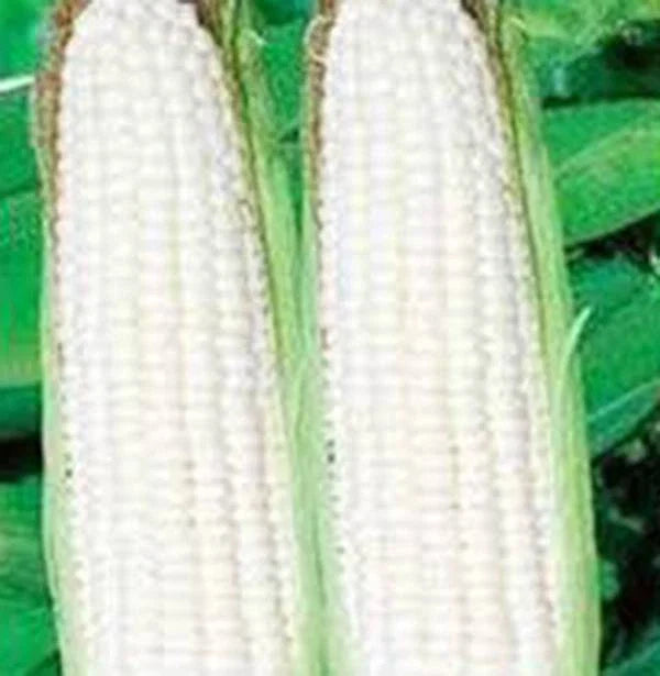 Corn Seed Garden Collection - Non-GMO Heirloom Seeds - 6 Top Varieties - Zea mays