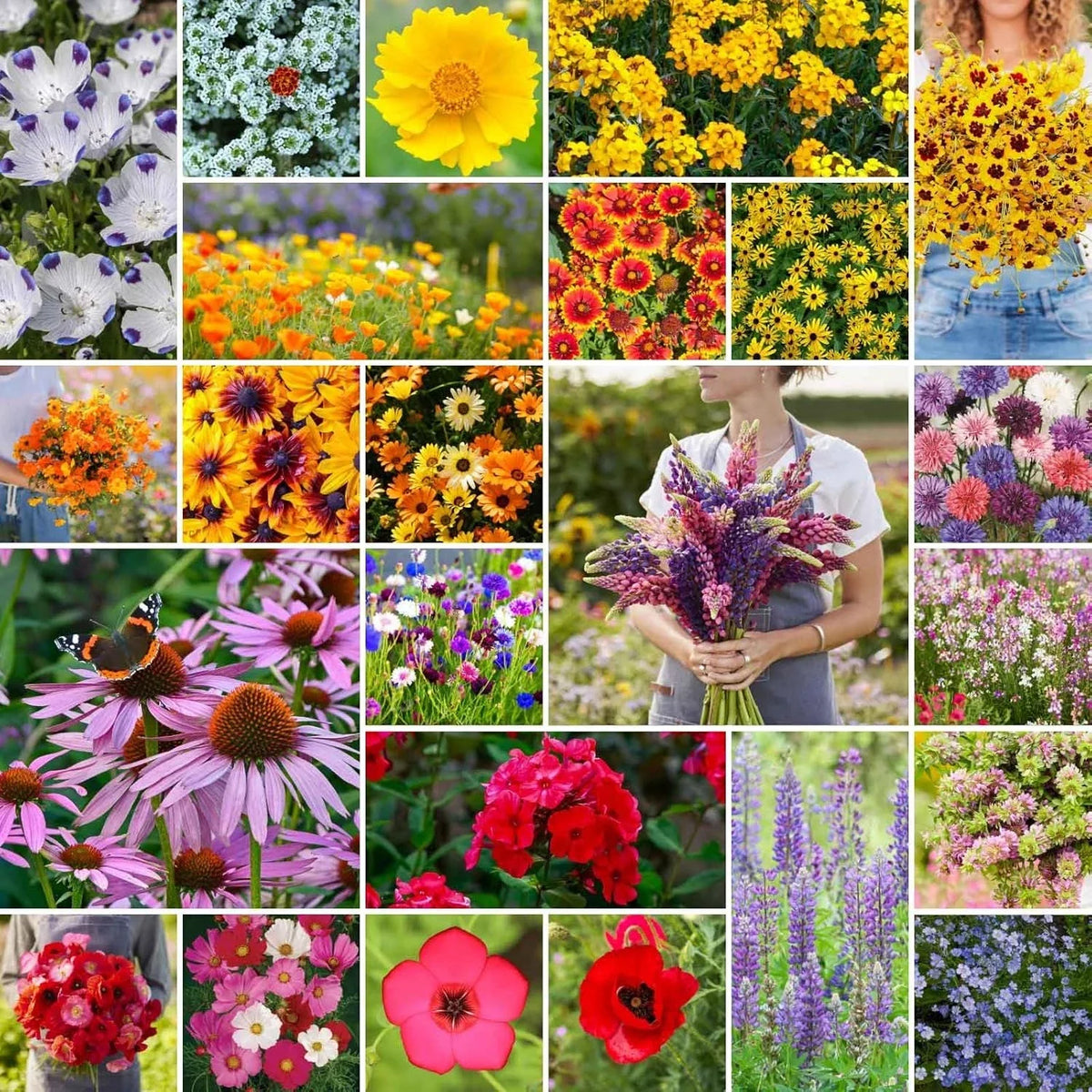 Southeast Wildflower Seed Mix 1/4 lb Native Wildflower Blend for Pollinators, Attracts Bees & Butterflies