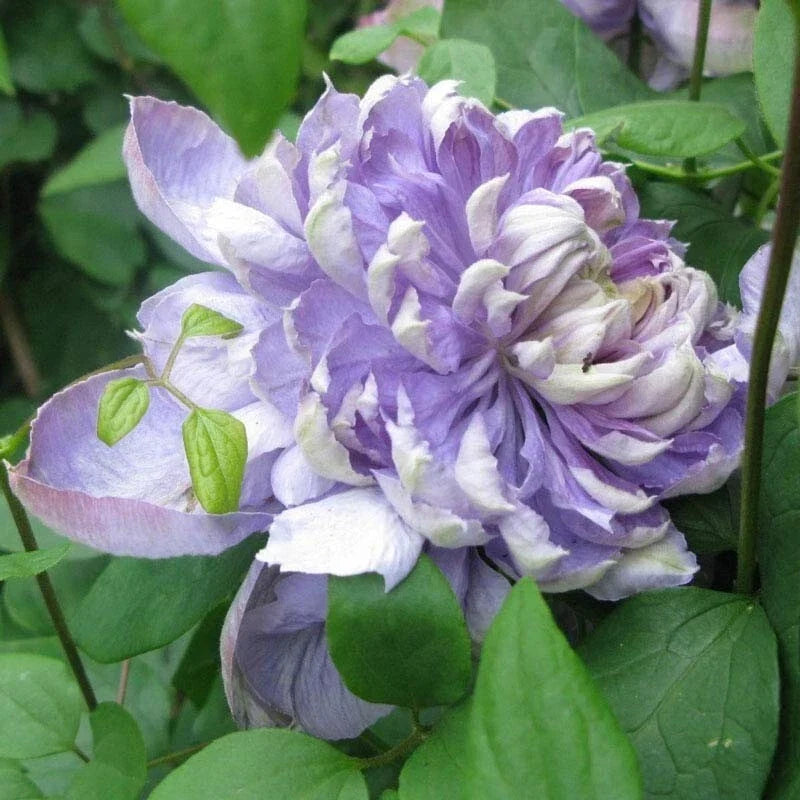 Blue Lights Pink Clematis Seeds, Climbing Perennial Vine, Clematis 'Blue Lights' for Garden Trellises & Fences
