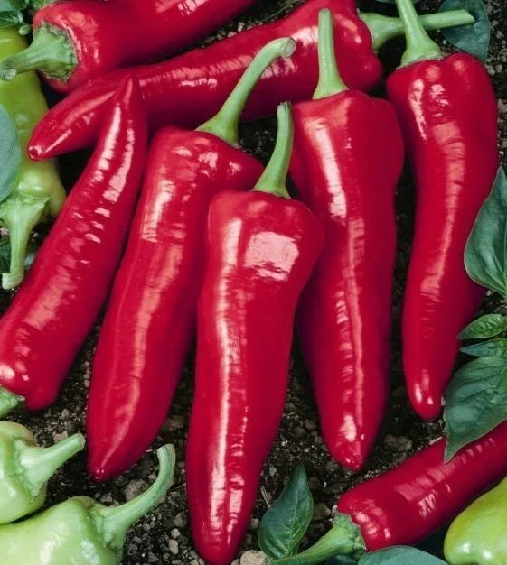 Big Jim Hot Pepper Seeds - Heirloom Capsicum Annuum for Cooking & Gardening, 25+ Seeds, USA Grown, Free Shipping