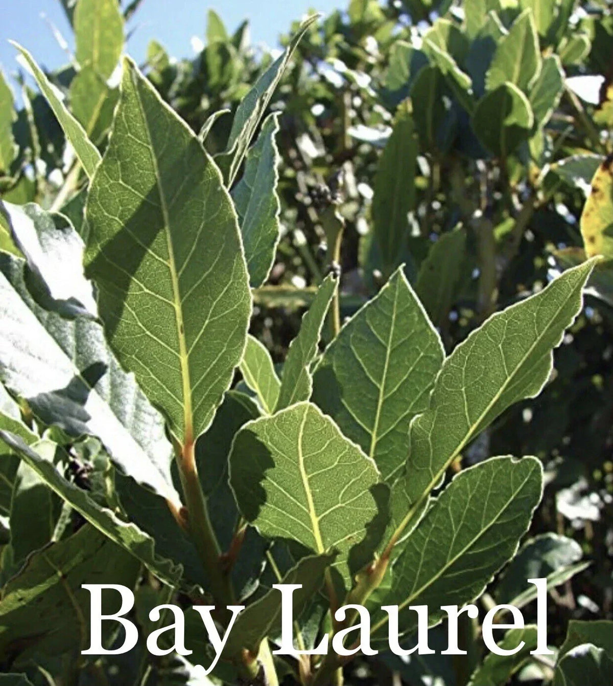 Sweet Laurel Bay Tree Cuttings 50 Pack Laurus nobilis Aromatic Evergreen Shrubs for Gardening