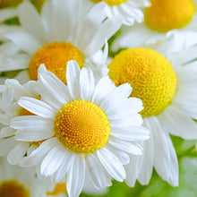 German Chamomile Seeds | 2,500 Heirloom Non-GMO Seeds | Matricaria chamomilla | Free Shipping