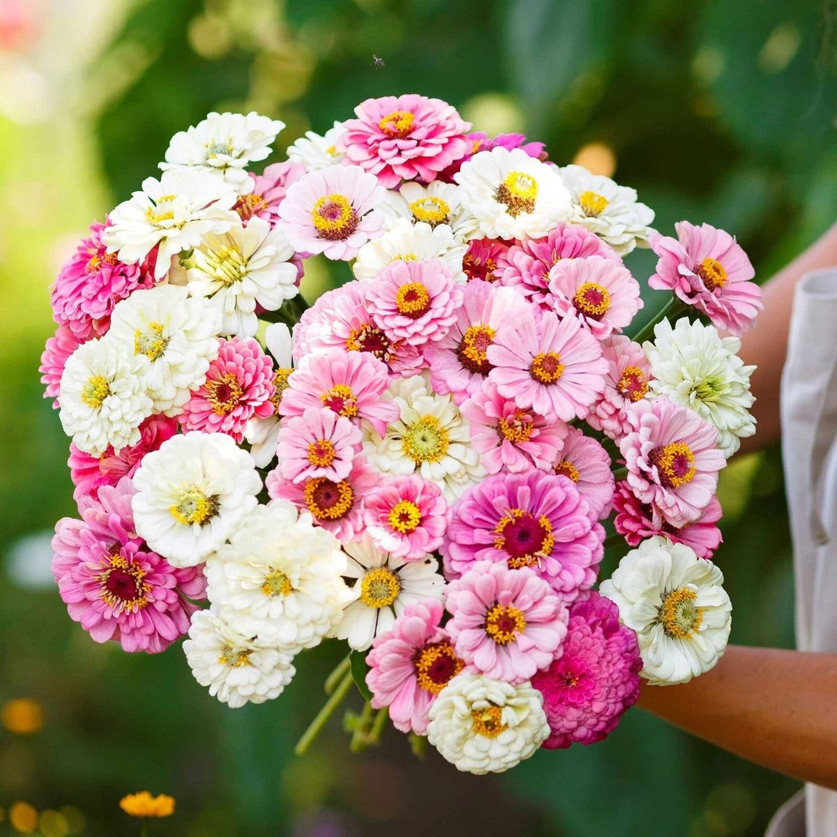 Zinnia Seeds Mix - 100+ Isn't This Romantic - Colorful Garden Flowers - Zinnia elegans - USA Free Shipping