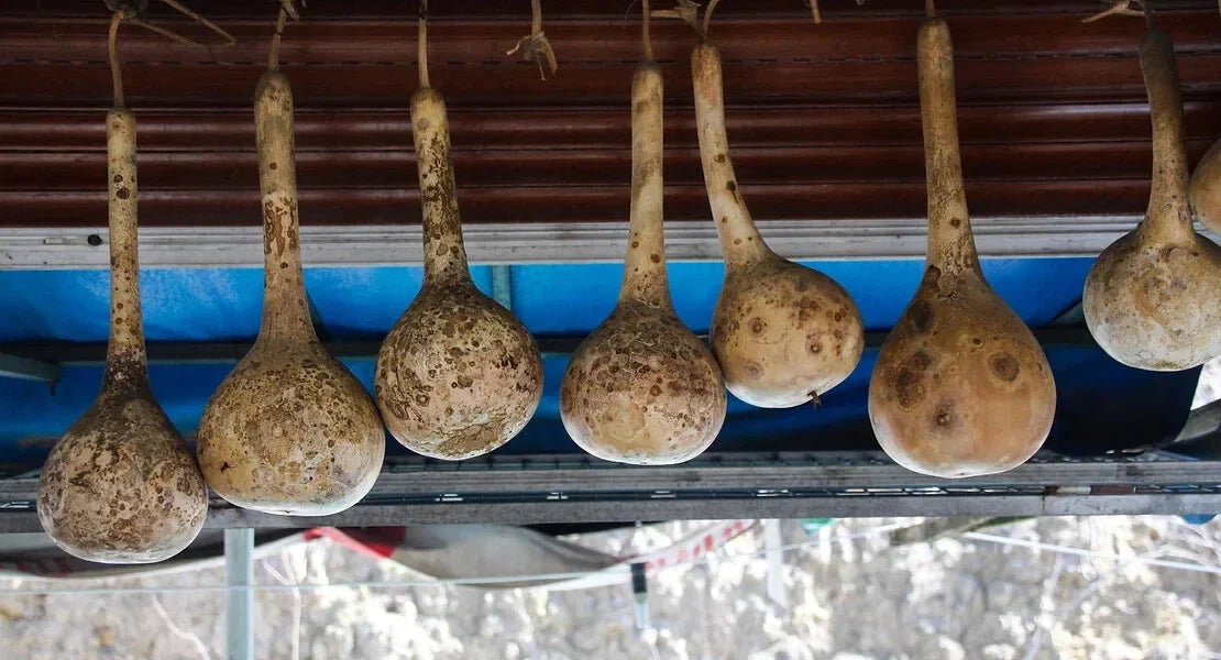 Dipper Gourd Squash Seeds - 25+ Heirloom Seeds for Garden Planting - Lagenaria siceraria - USA