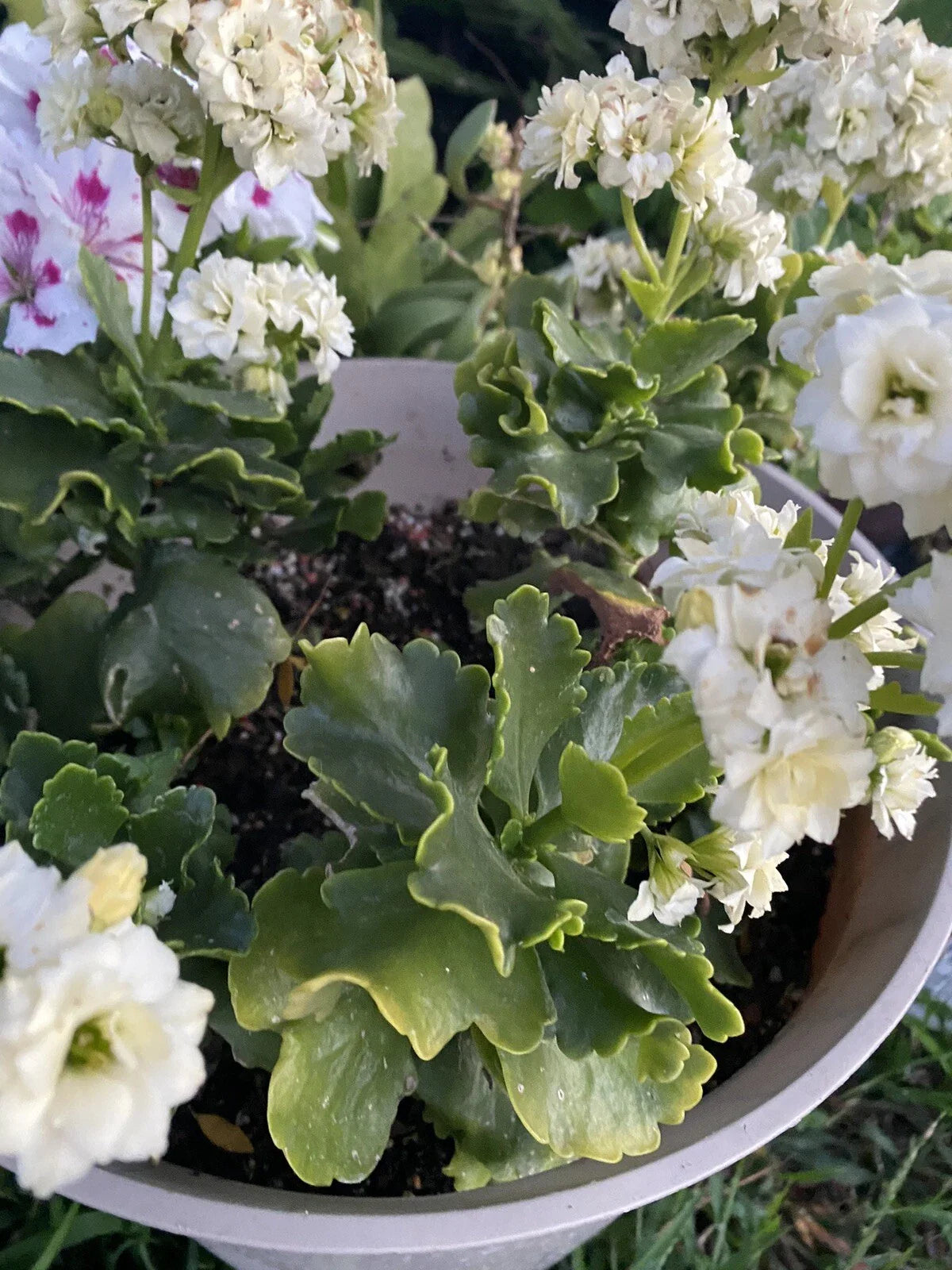 Succulent Cuttings x 3, White Kalanchoe Blossfeldiana, Live Plant Cuttings for Propagation and Gardening