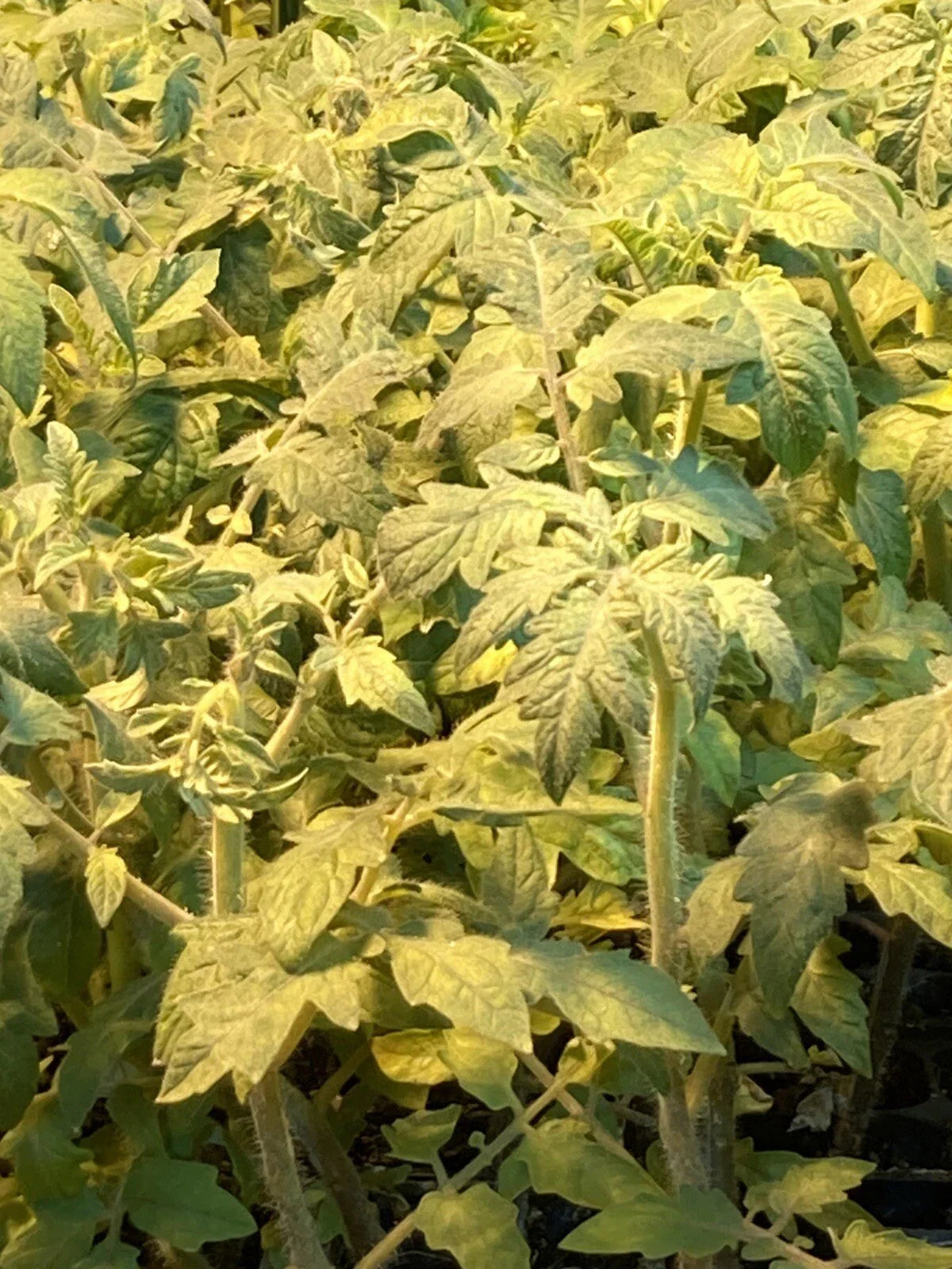 Mortgage Lifter Tomato Live Plants - Lot of 3 - 6 to 10 Inches - Solanum lycopersicum