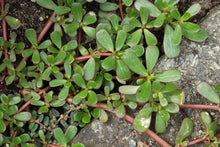 Live Purslane Bare Root Plants - Portulaca Sativa - Omega 3 Rich Vegetable