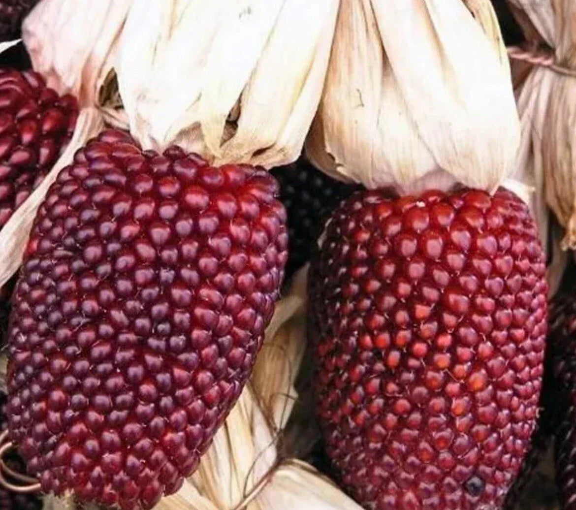 Rare Strawberry Corn Seeds - 50+ Non-GMO Heirloom Seeds for Home Gardening