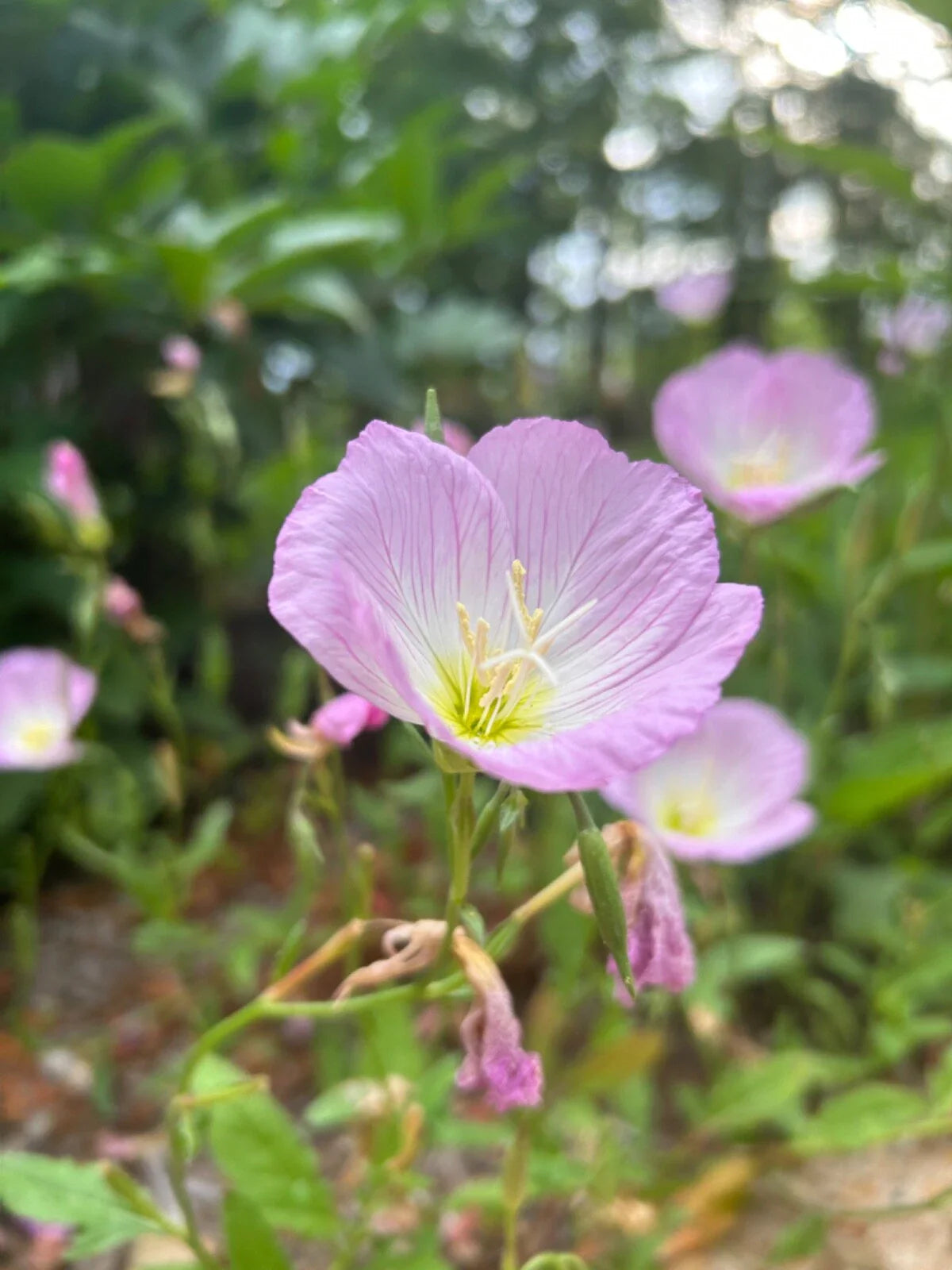 Pink Evening Primrose Bare Root Plant - 25+ Live Transplants - Oenothera biennis - Organic, Pesticide-Free, Fast Growing Perennial