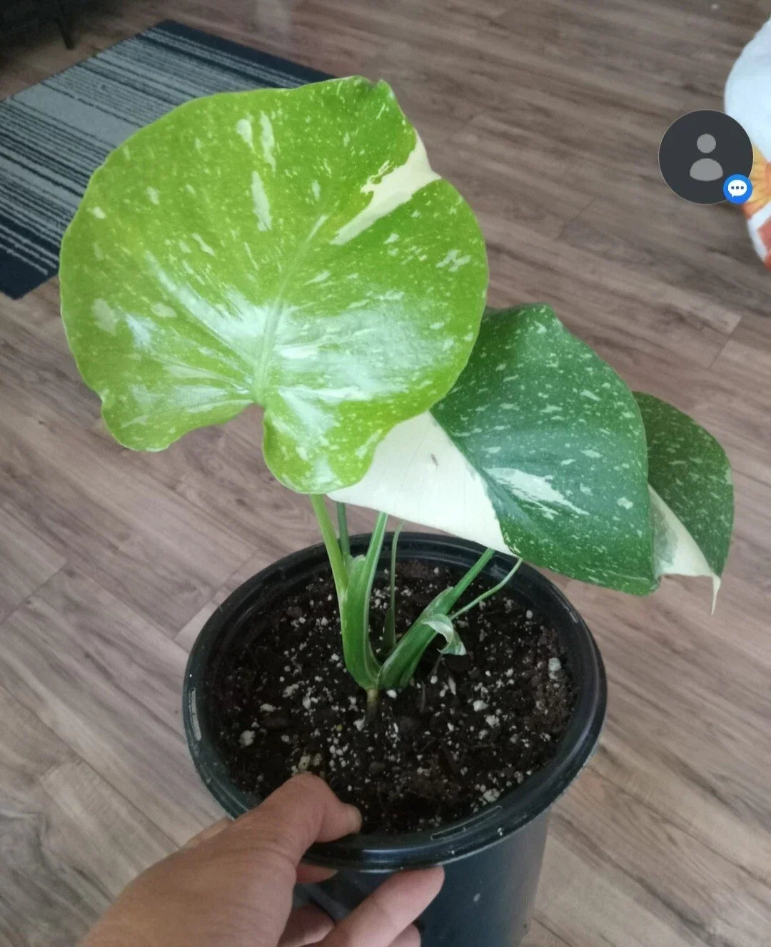 Monstera Thai Constellation Live Plant - Variegated Monstera in Gallon Pot, Monstera adansonii var. variegata, Indoor Houseplant
