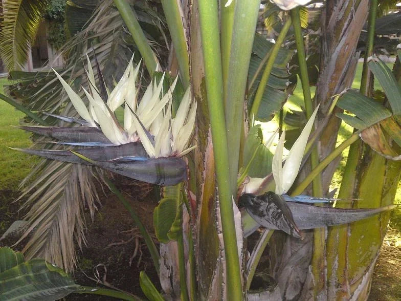 Bird of Paradise Seeds - Giant White Variety - Strelitzia nicolai - 7 Seeds for Indoor & Outdoor Gardening