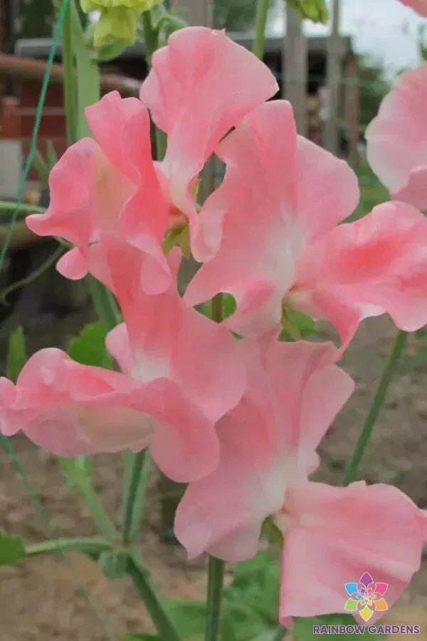 Sweet Pea Seeds - 50+ Pack - Lauren Landy Variety - Lathyrus odoratus - USA Grown - Garden Planting