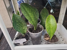 Whale Fin Snake Plant 6-7" in 3.5" Pot, Sansevieria Masoniana, Rooted Indoor Plant