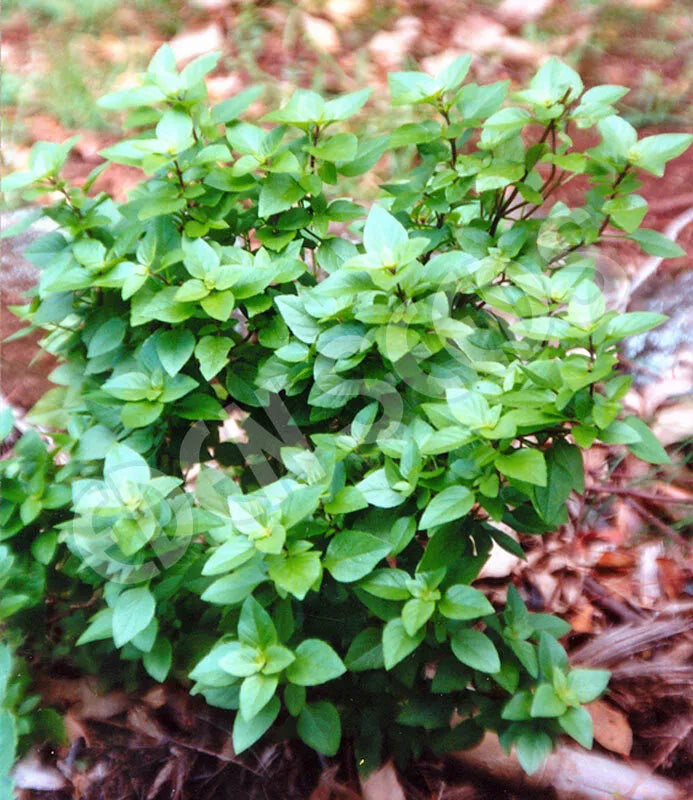 Dwarf Greek Basil Plant - Compact Non-GMO Herb - Ocimum basilicum var. minimum - Indoor/Outdoor Gardening