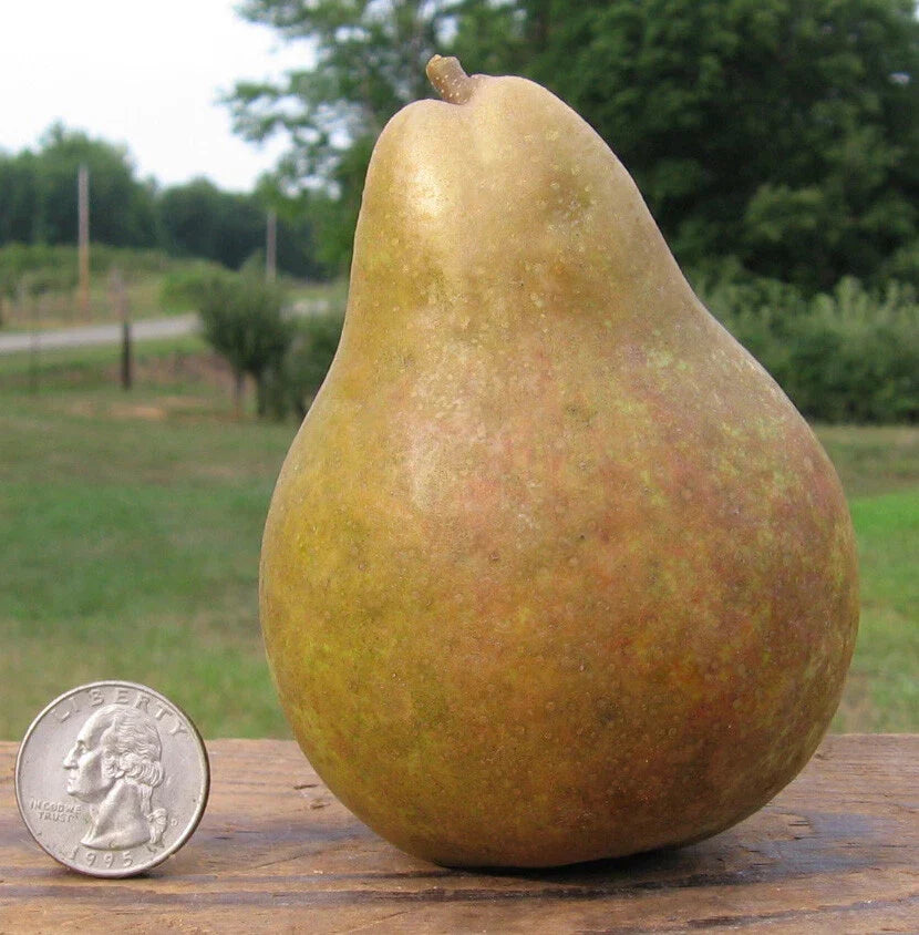 Warren Pear Tree Cuttings 6+3 Pyrus communis Grafting Bare Root Fruit Tree for Home Garden