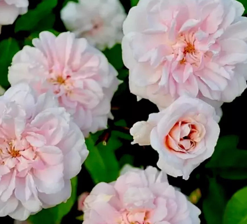 Heirloom Rose Cuttings 16 Premium Cecile Brunner Fragrant Pink Bushes Rosa 'Cecile Brunner'