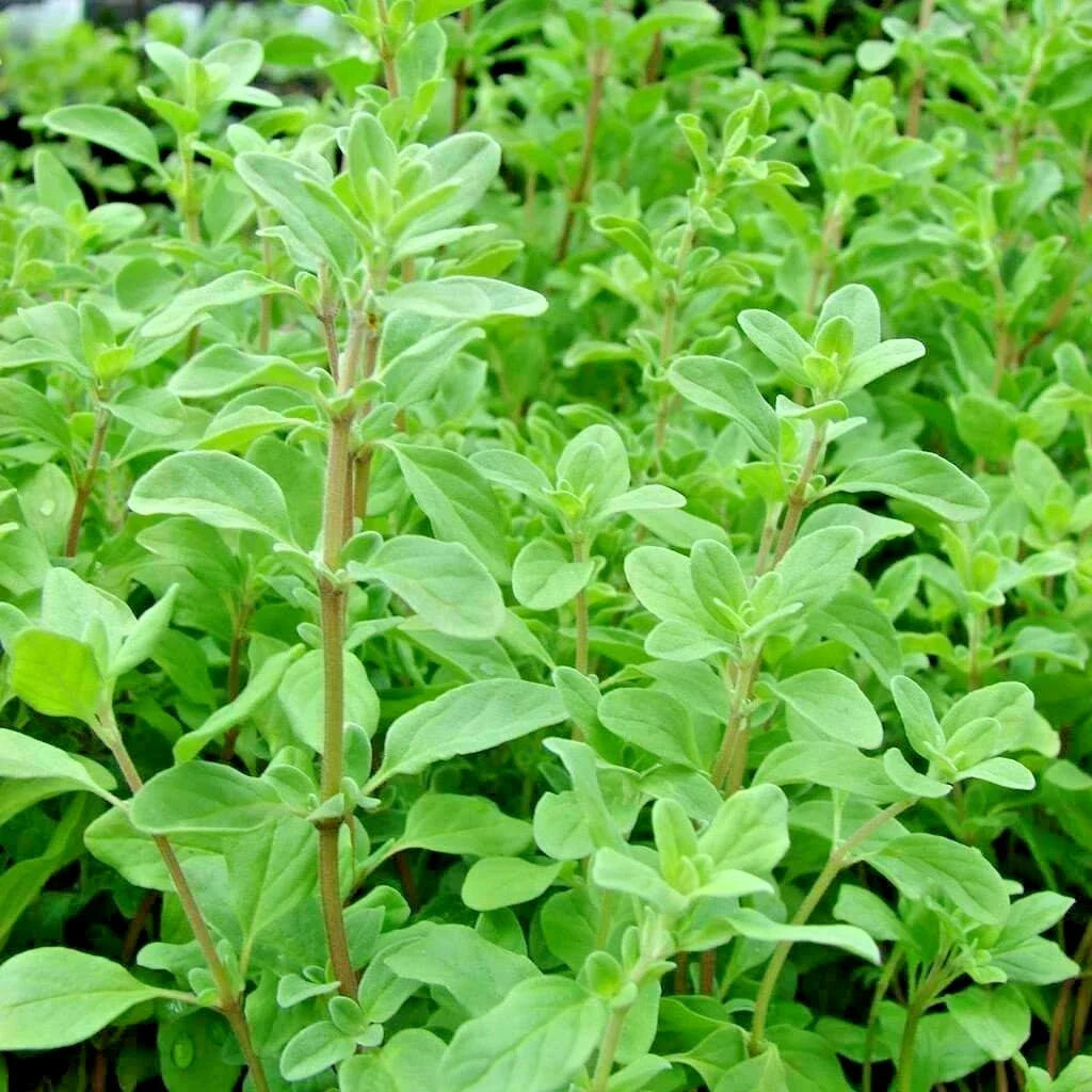 Organic Sweet Marjoram Seeds - 1001+ Count - Easy Grow Herb for Indoor Garden - Perfect Groundcover (Origanum majorana)