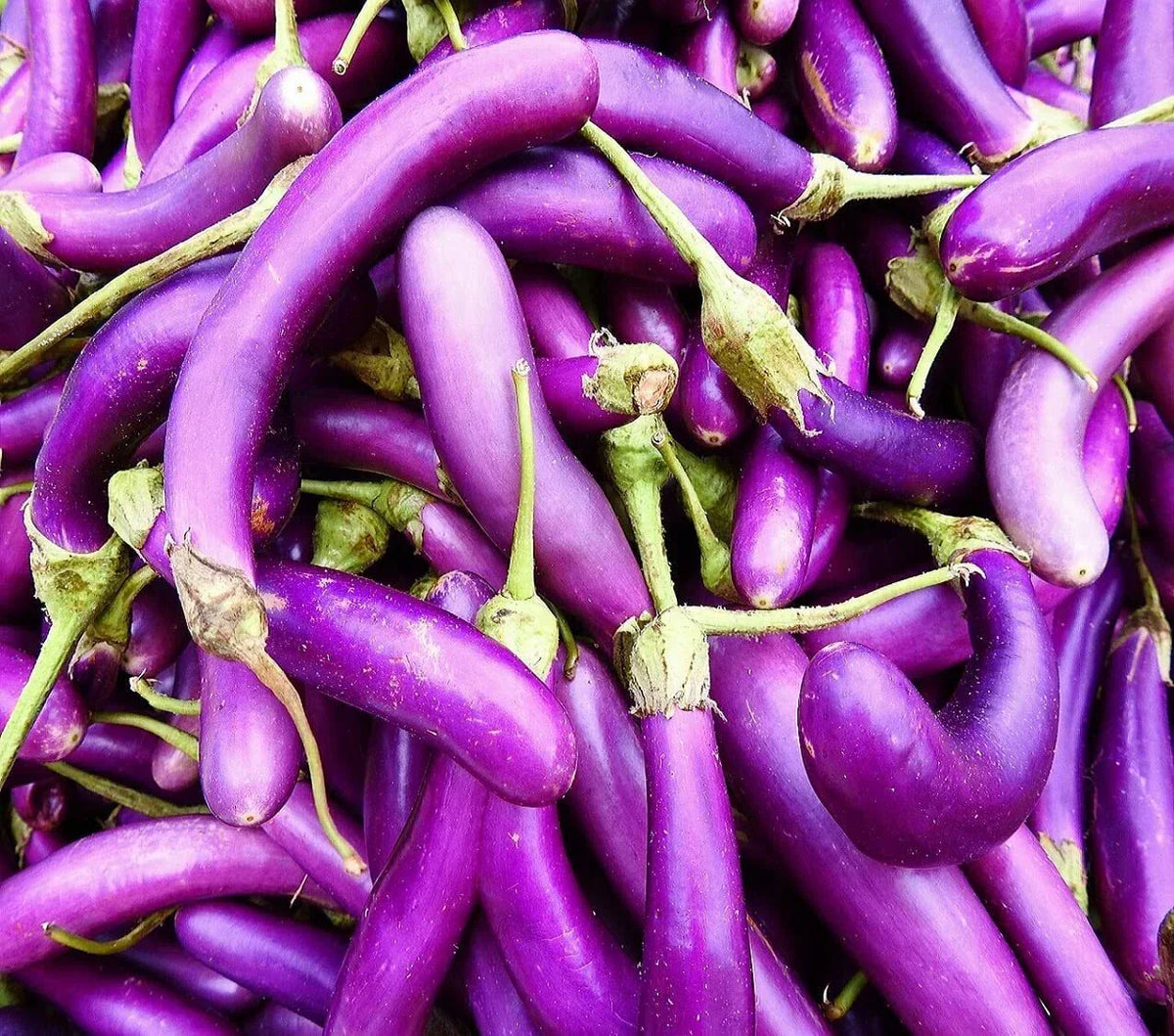 Eggplant Seeds for Planting | 250 Long Purple Eggplant Seeds | Solanum melongena