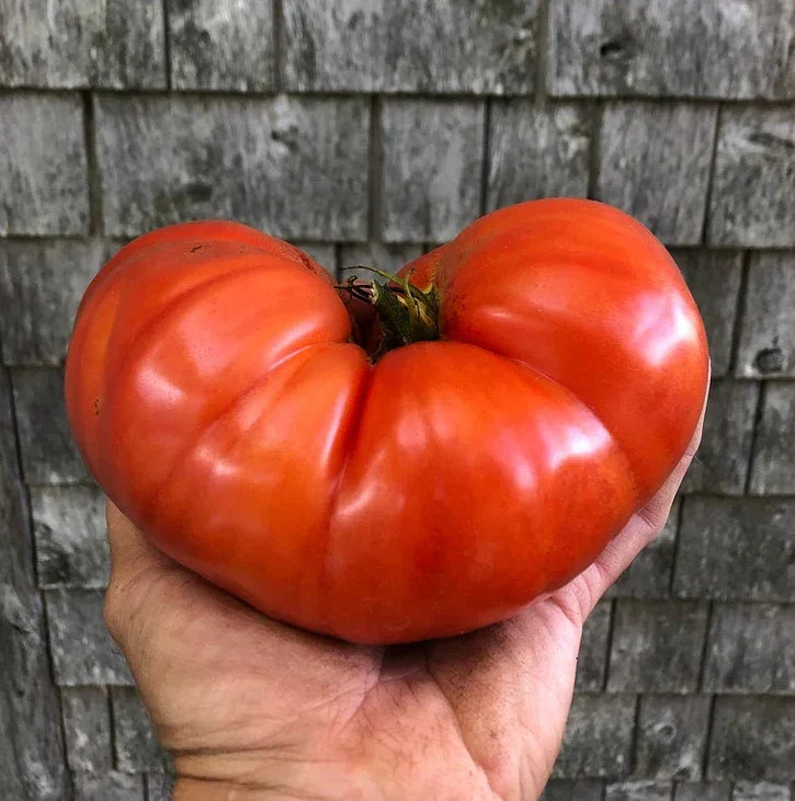 Giant Beefsteak Tomato Seeds - 10+ Heirloom Organic Non-GMO - Perfect for Home Gardening - Solanum lycopersicum