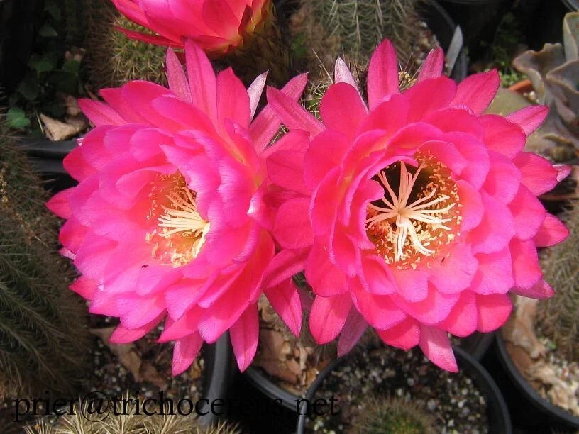 Large Tricocereus Grandiflorus 6" Cactus Plant with Pink Flowers, Succulent, Drought Tolerant, Indoor Outdoor