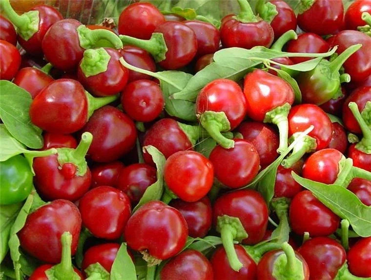 Red Cherry Hot Pepper Seeds - Heirloom Cherry Bombs, Non-GMO, Pimenta Variety, for Salsas & Culinary Use, Free Shipping