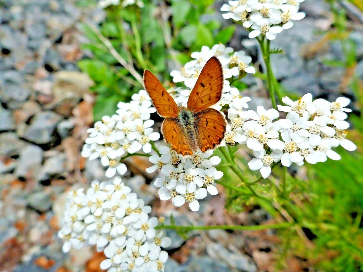 White Yarrow Flower Seeds - 1001+ Perennial Milfoil Native Wildflower Medicinal Herb (Achillea millefolium)