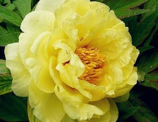 Peony Seeds 10pc Pack - Exotic Paeonia spp. Flowers - USA Seller with Free Shipping